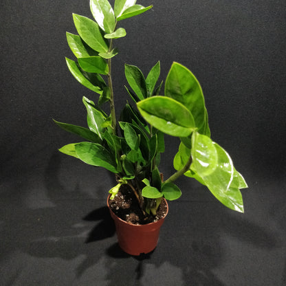 ZZ Plant - Zamioculcas Zamiifolia