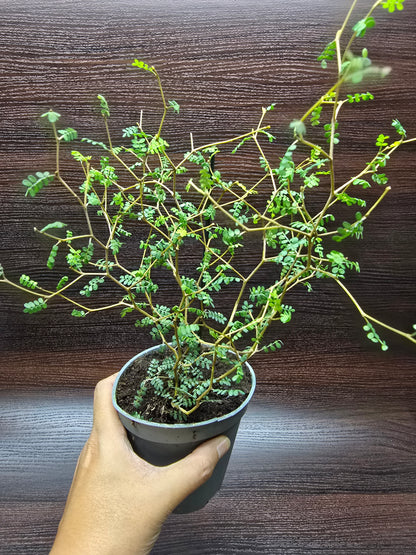 Little Baby Plant (Dwarf Kowhai) - Sophora Prostrata