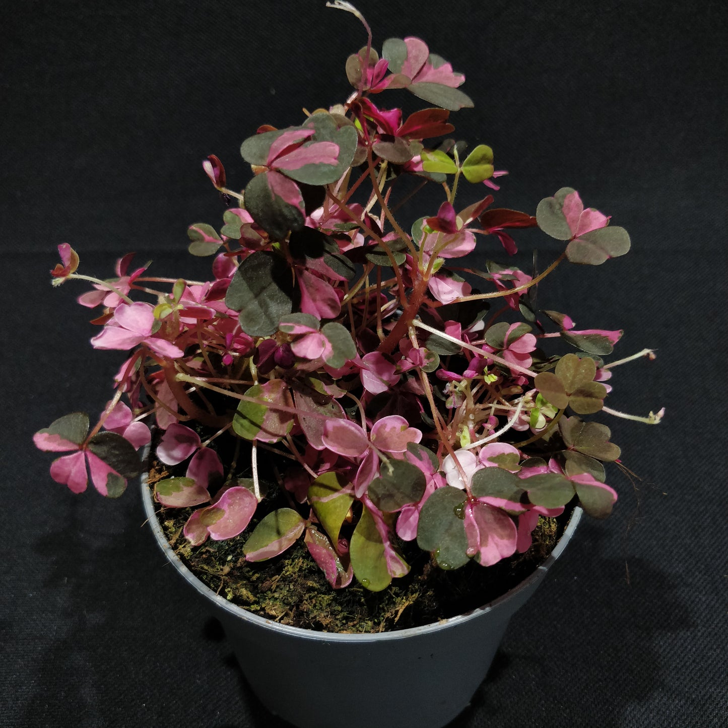 Oxalis Spiralis