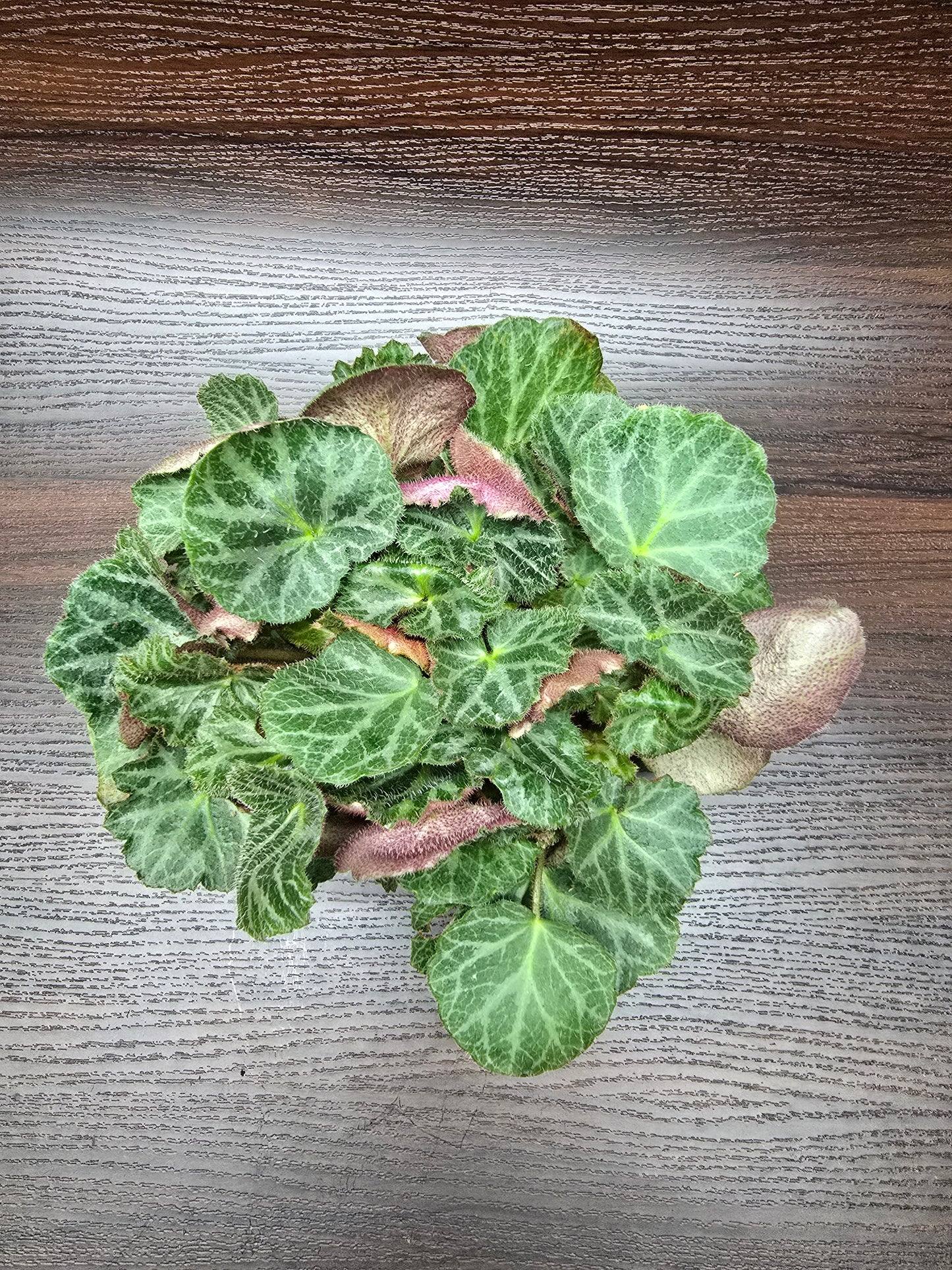 Strawberry Begonia - Saxifraga Stolonifera