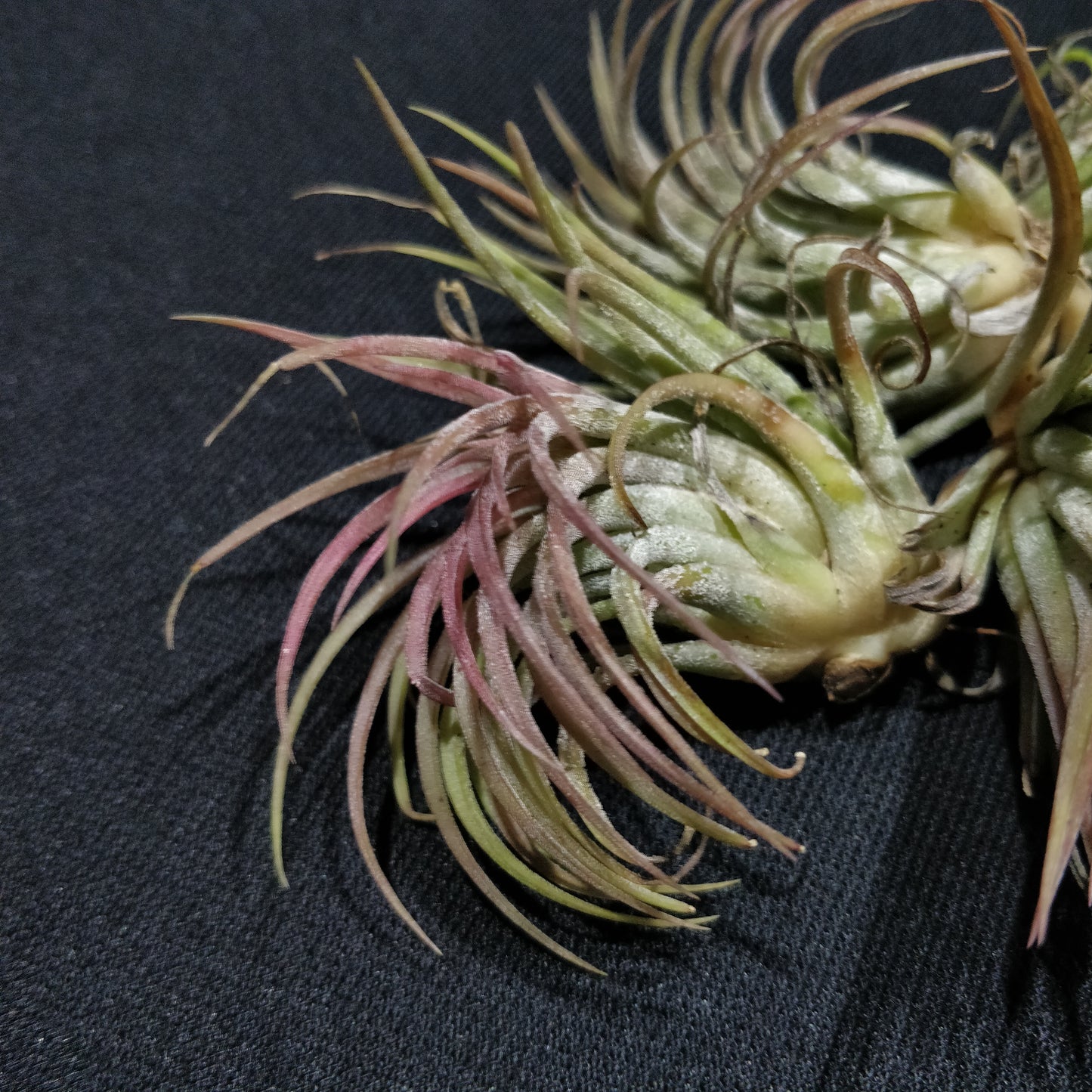 Air Plant - Tillandsia Ionanatha Red