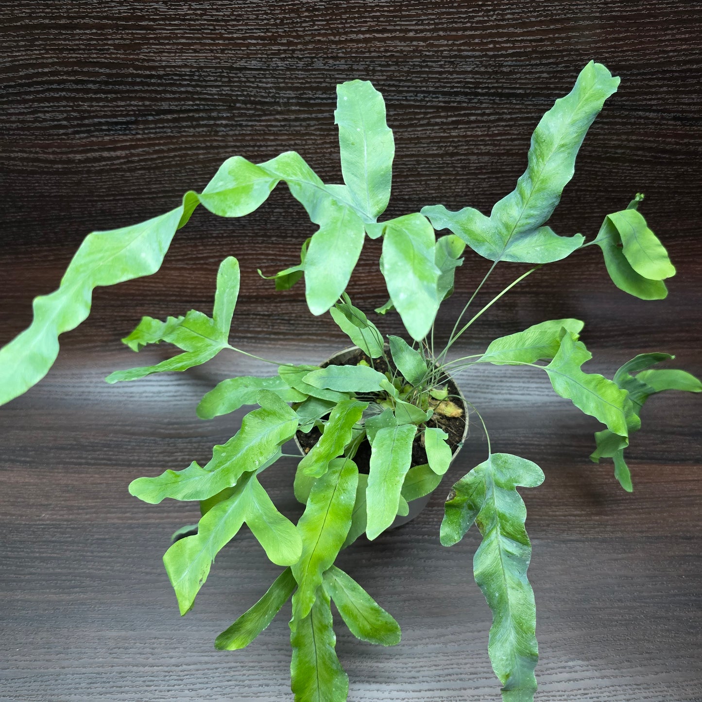 Blue Star Fern - Phlebodium Aureum