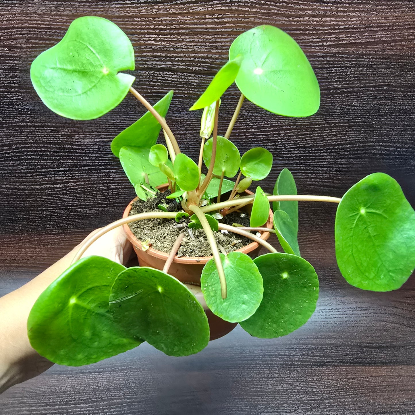 Chinese Money Plant - Pilea Peperomioides