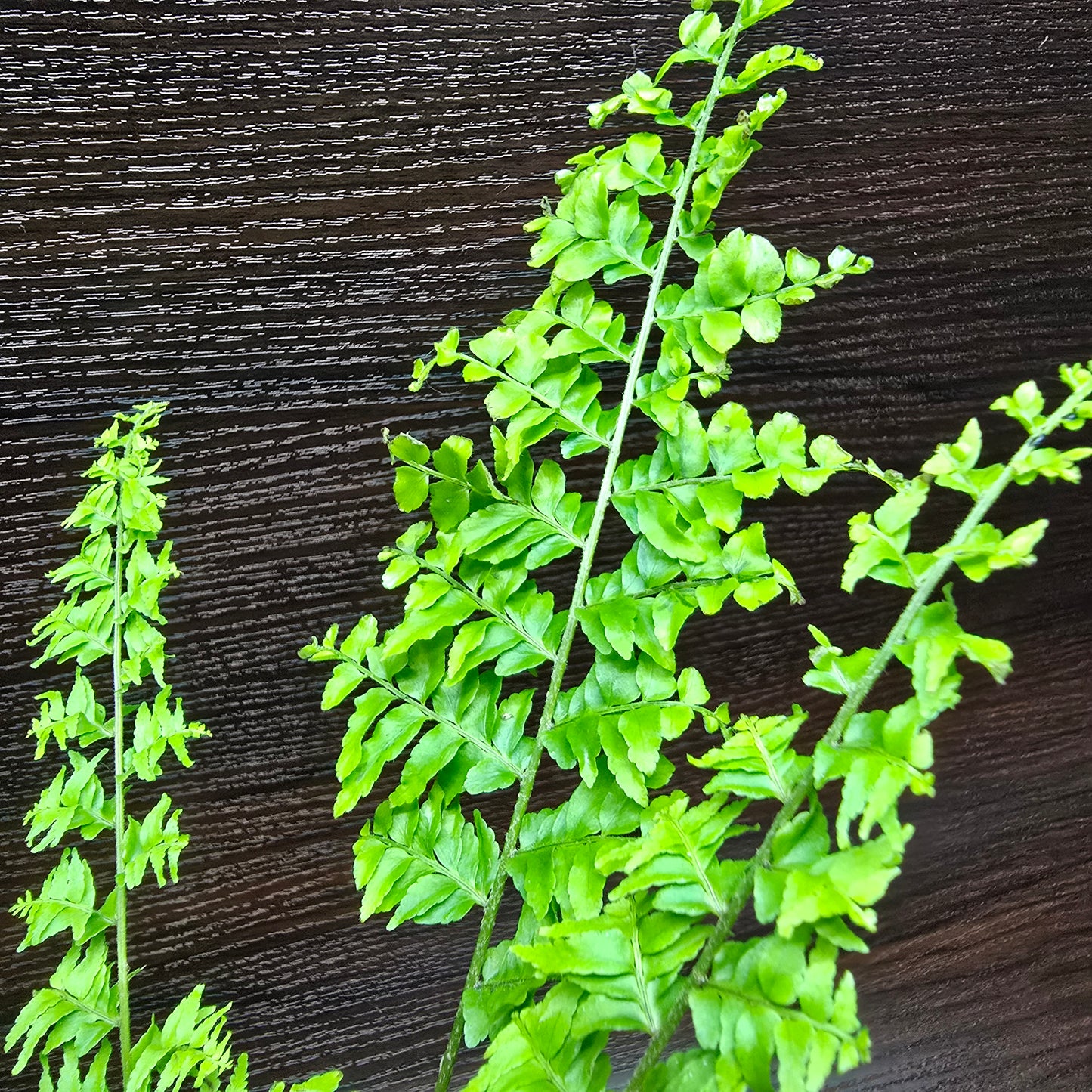 Nephrolepis Exaltata 'Green Fantasy'