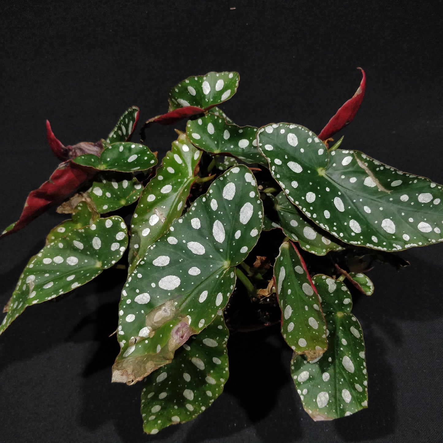 Begonia Maculata Wightii