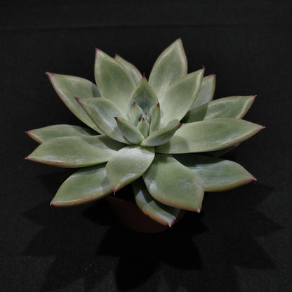 Echeveria - Succulents (Small)