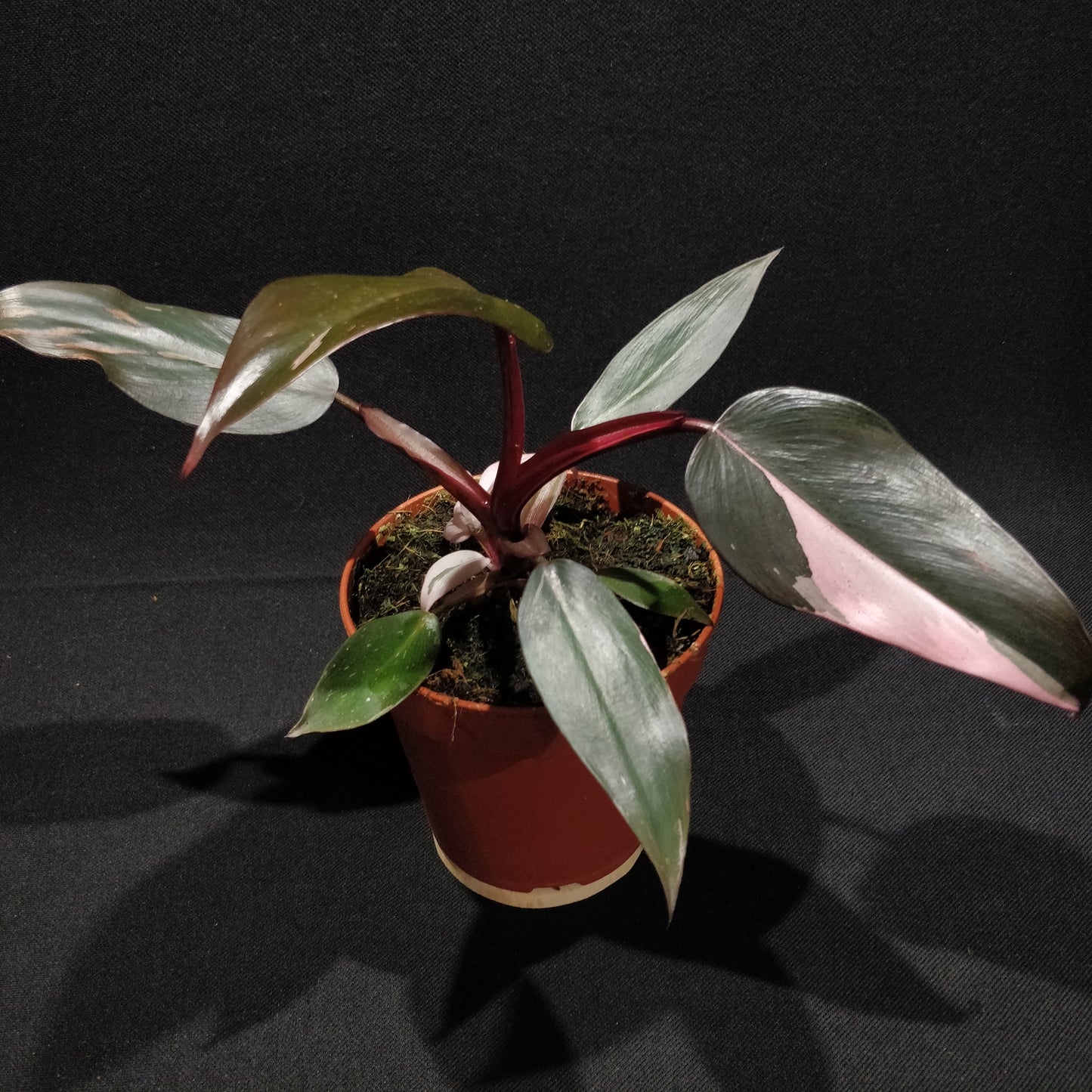 Philodendron Pink Princess