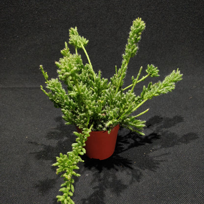 Rhipsalis Mixed