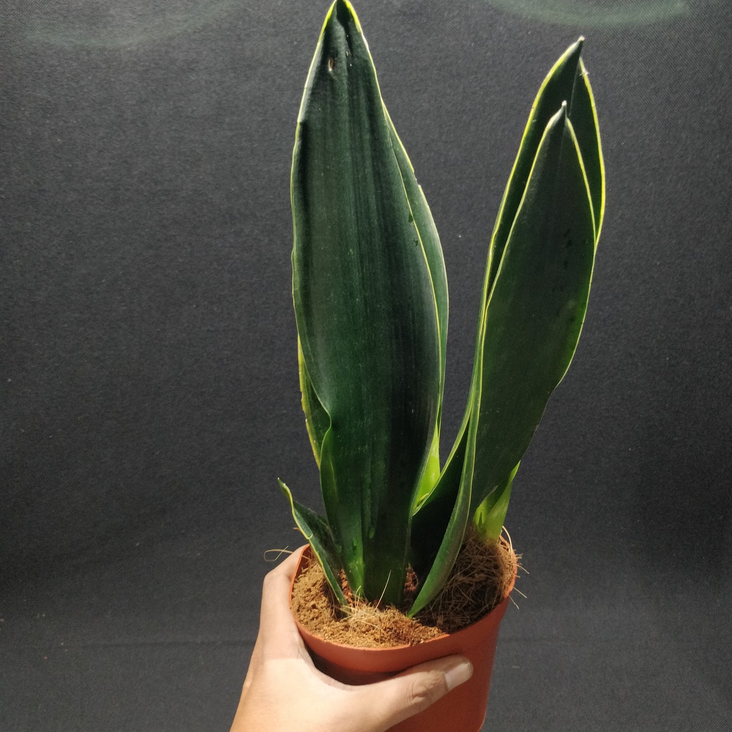 Snake Plant - Dracaena Trifasciata