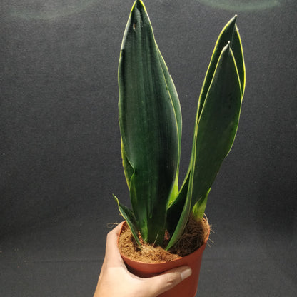 Snake Plant - Dracaena Trifasciata