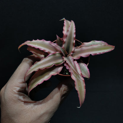 Cryptanthus