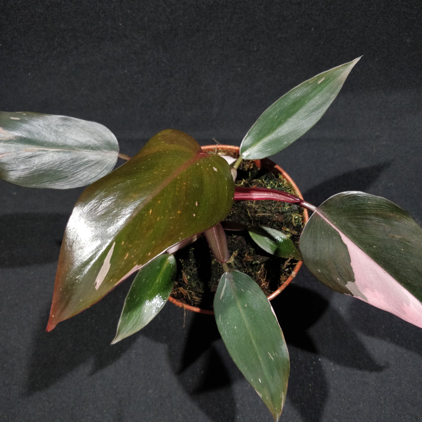 Philodendron Pink Princess