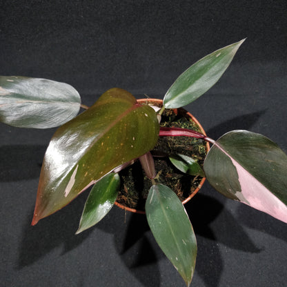 Philodendron Pink Princess