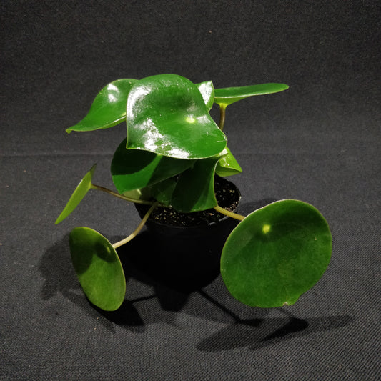 Peperomia Polybotrya Raindrop