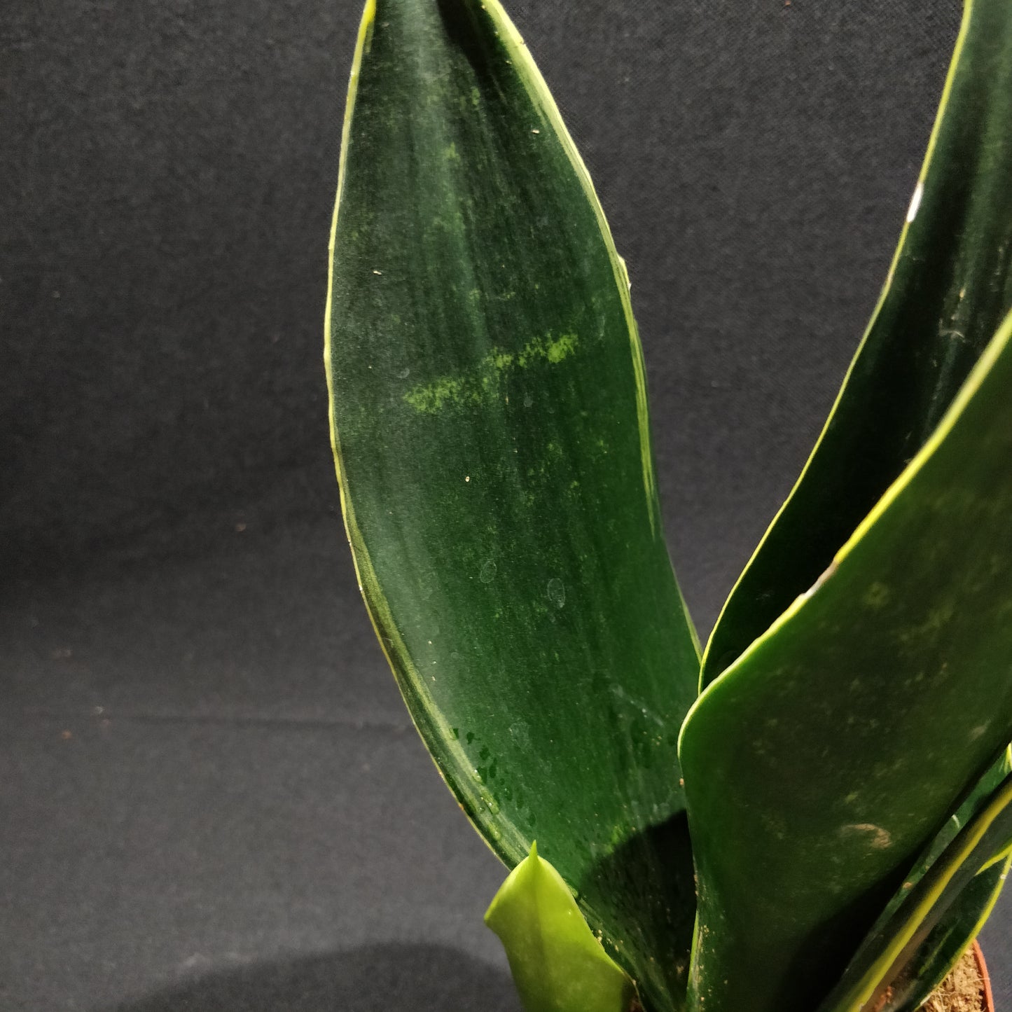 Snake Plant - Dracaena Trifasciata