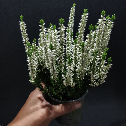 Calluna Beauty Ladies