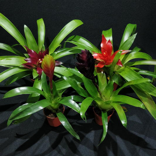 Bromeliad