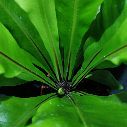 Bird's-nest Fern - Asplenium Nidus