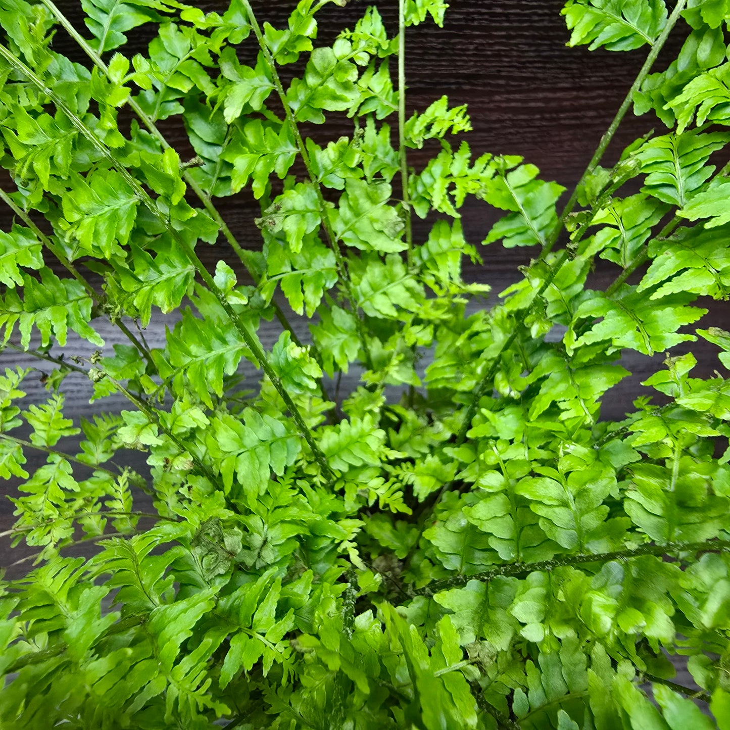 Nephrolepis Exaltata 'Green Fantasy'