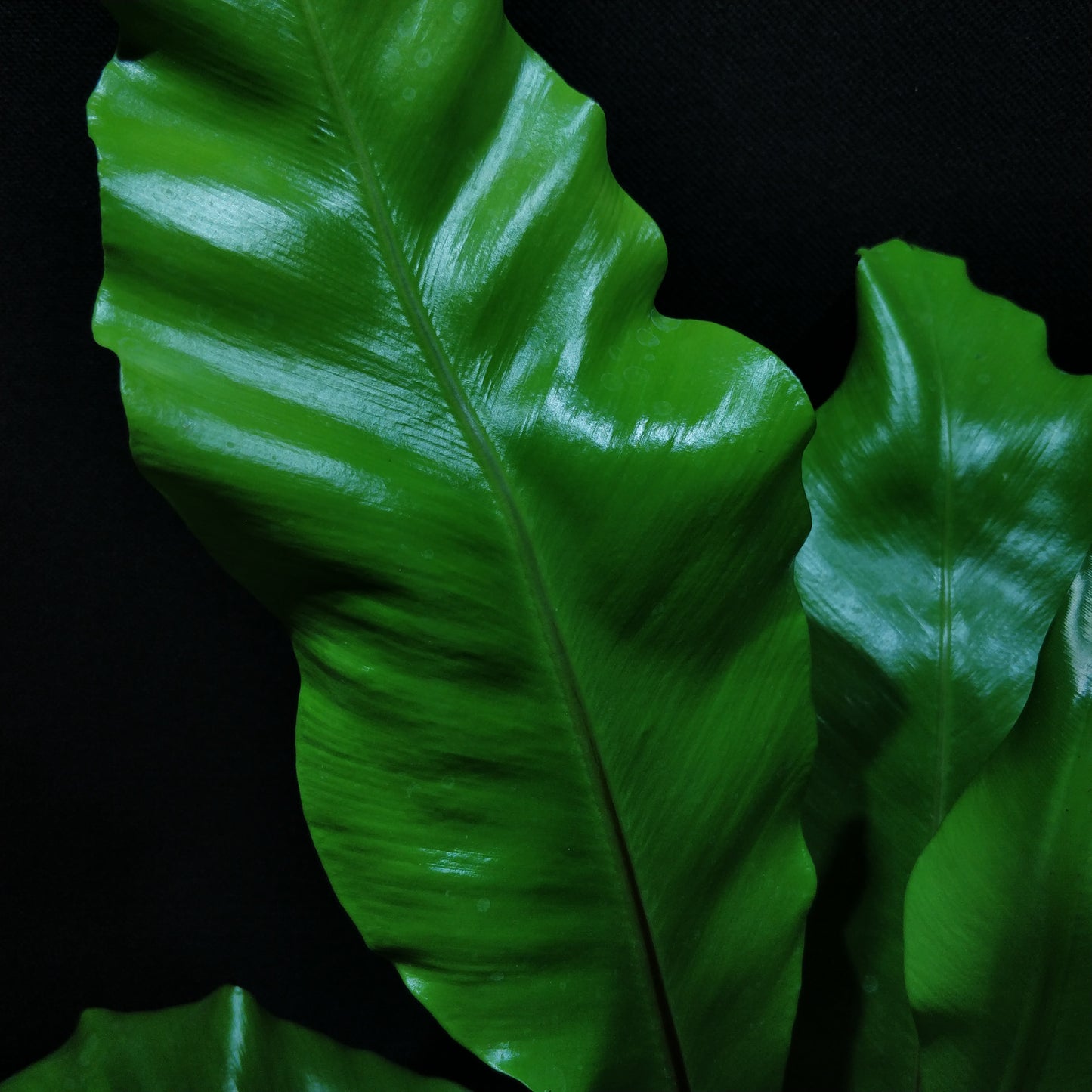 Bird's-nest Fern - Asplenium Nidus