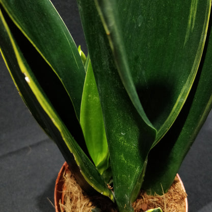 Snake Plant - Dracaena Trifasciata