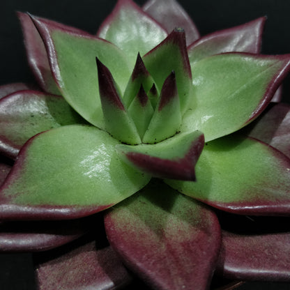 Echeveria - Succulents (Small)