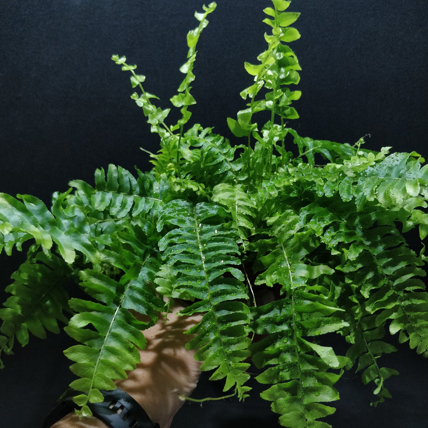 Boston Fern - Nephrolepis Green Moment