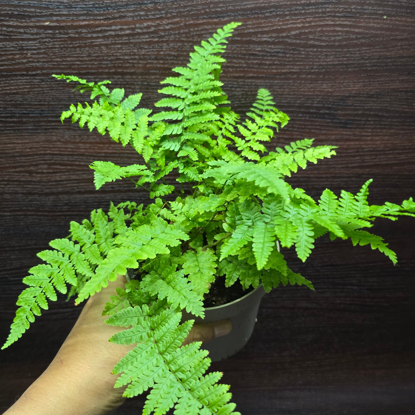 Tsushima Holly Fern - Polystichum Luctuosum