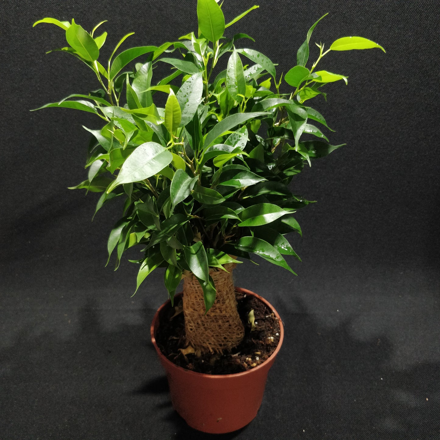 Ficus Benjamina Natasja