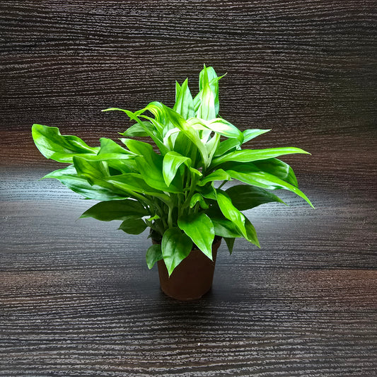 Spathiphyllum Pearl Cupido - Peace Lily