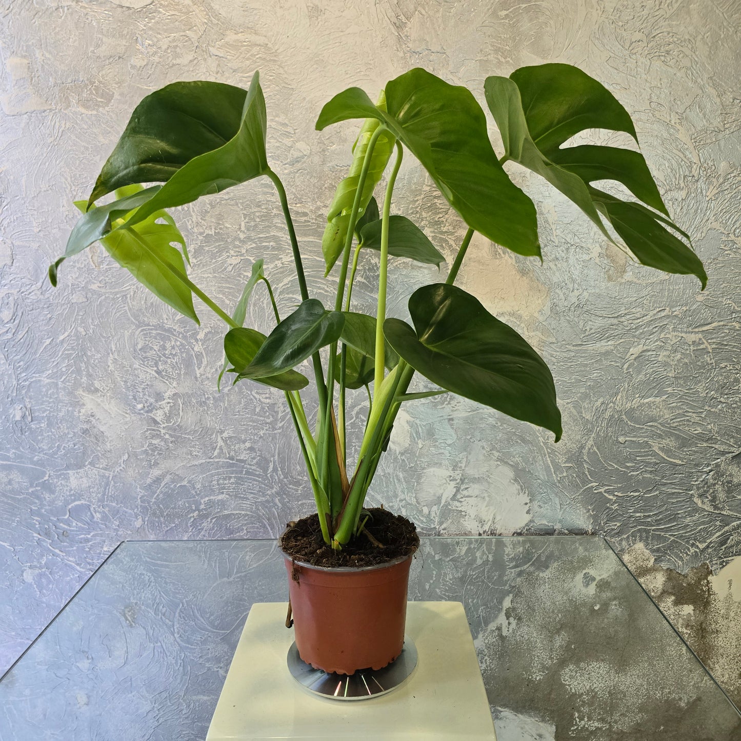 Monstera Deliciosa - Swiss Cheese Plant