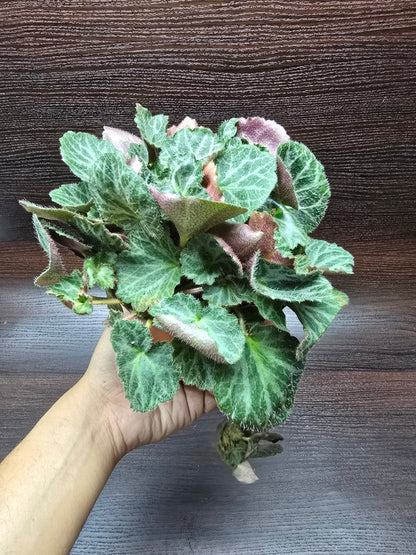 Strawberry Begonia - Saxifraga Stolonifera