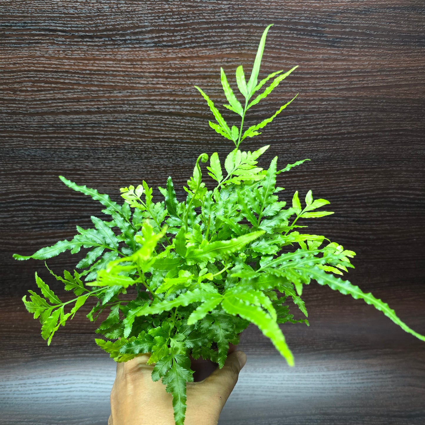 Sword brake 'Evergreen' - Pteris Ensiformis 'Evergreen'