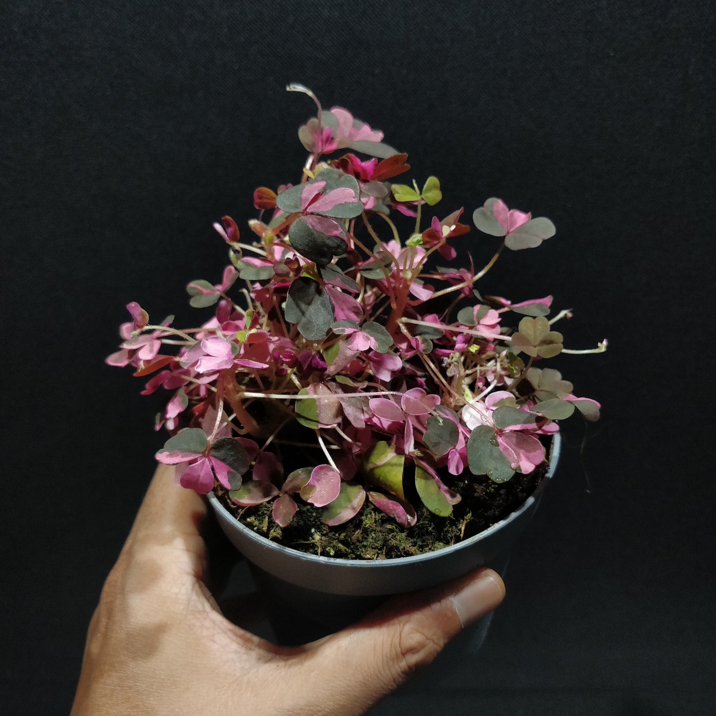 Oxalis Spiralis