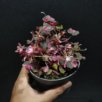 Oxalis Spiralis