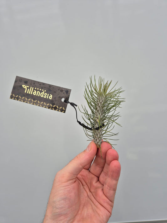 Tillandsia Funckiana 'Uptight' - Air Plant