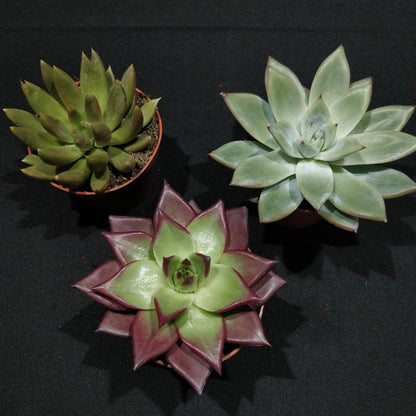 Echeveria - Succulents (Small)