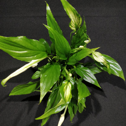 Spathiphyllum Pearl Cupido - Peace Lily