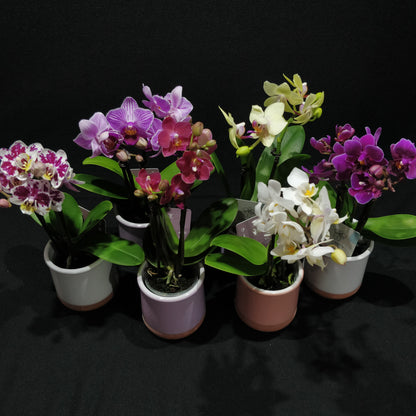 Moth Orchids - Phalaenopsis Orchids