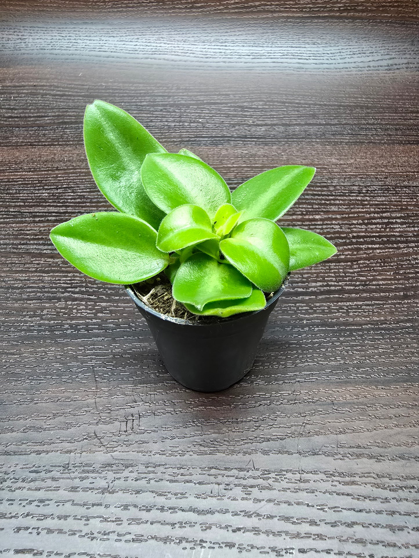 Peperomia Pixie - Peperomia Orba