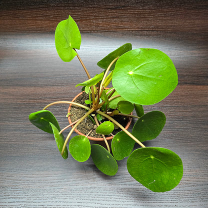 Chinese Money Plant - Pilea Peperomioides