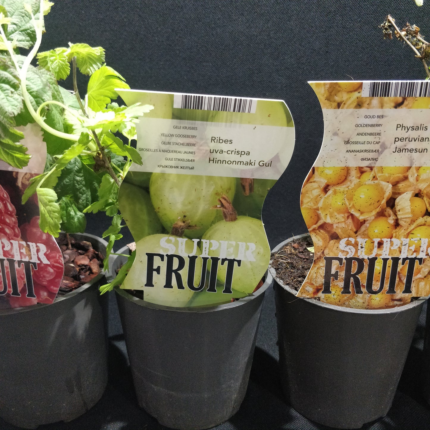 Fruit Plants