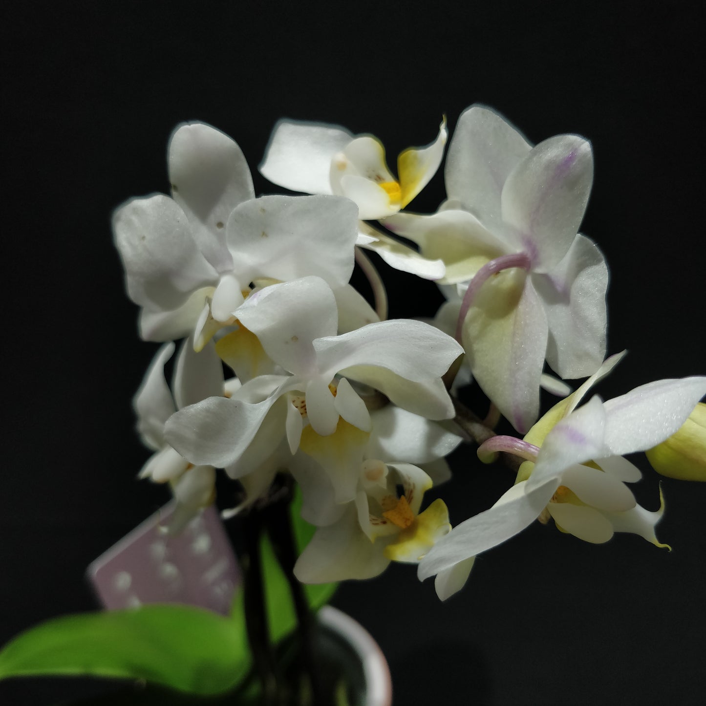 Moth Orchids - Phalaenopsis Orchids