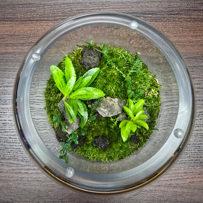 Nature Scape - NS118