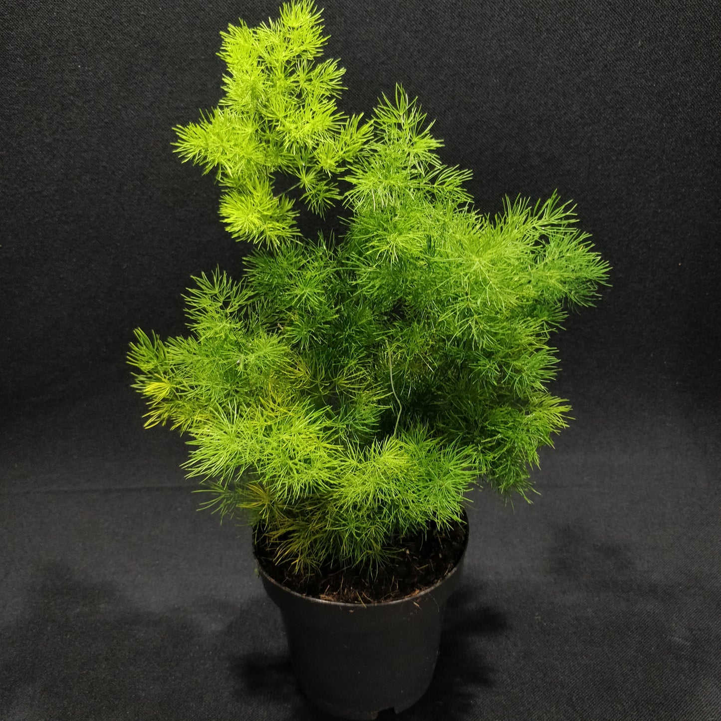 Asparagus Fern - Compact