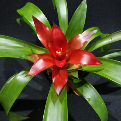 Bromeliad