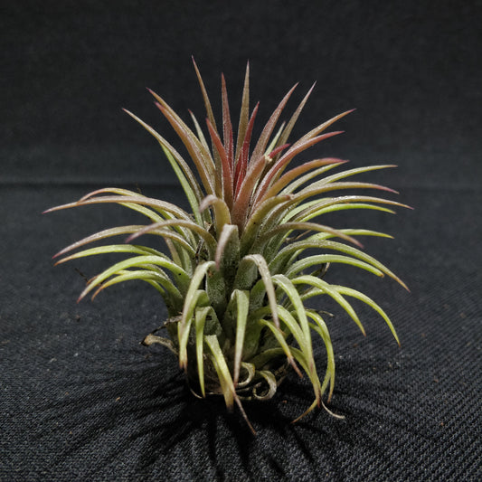 Tillandsia Ionanatha Red - Air Plant