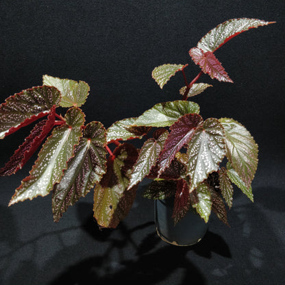 Angel Wing Begonia