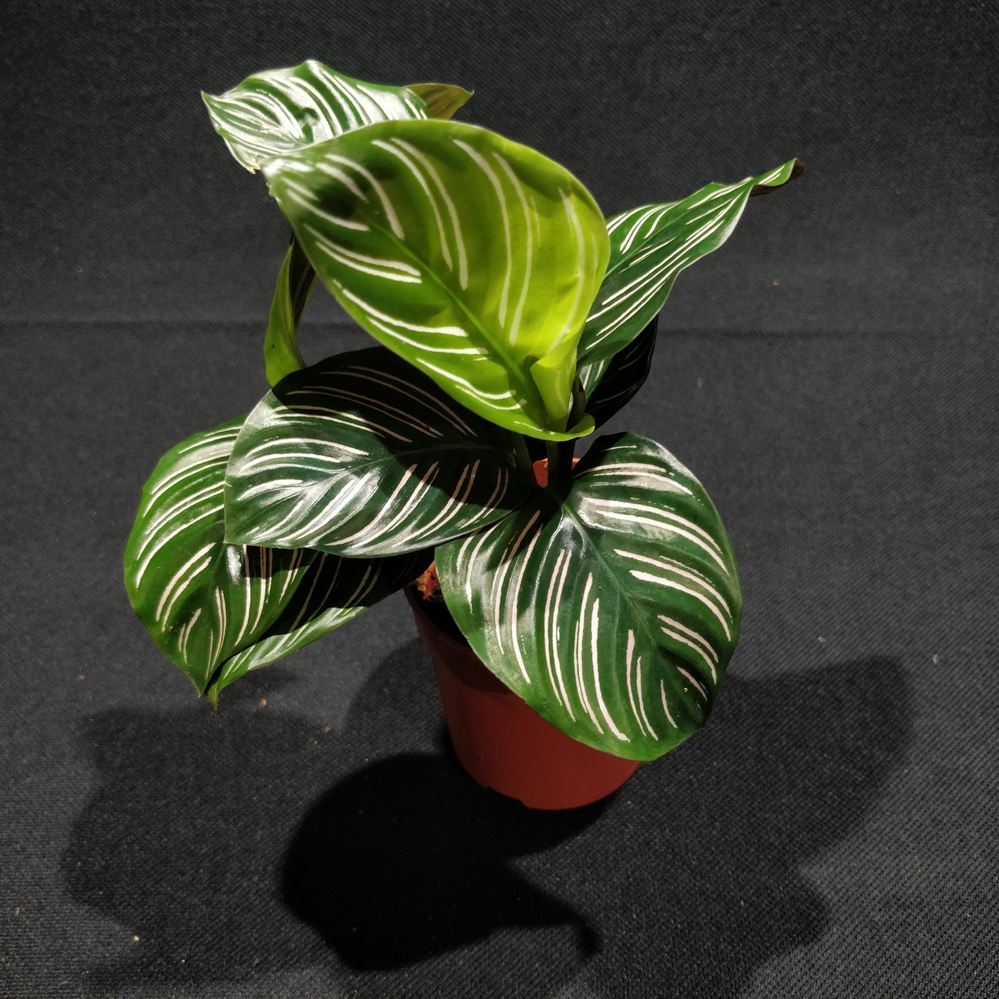 Calathea