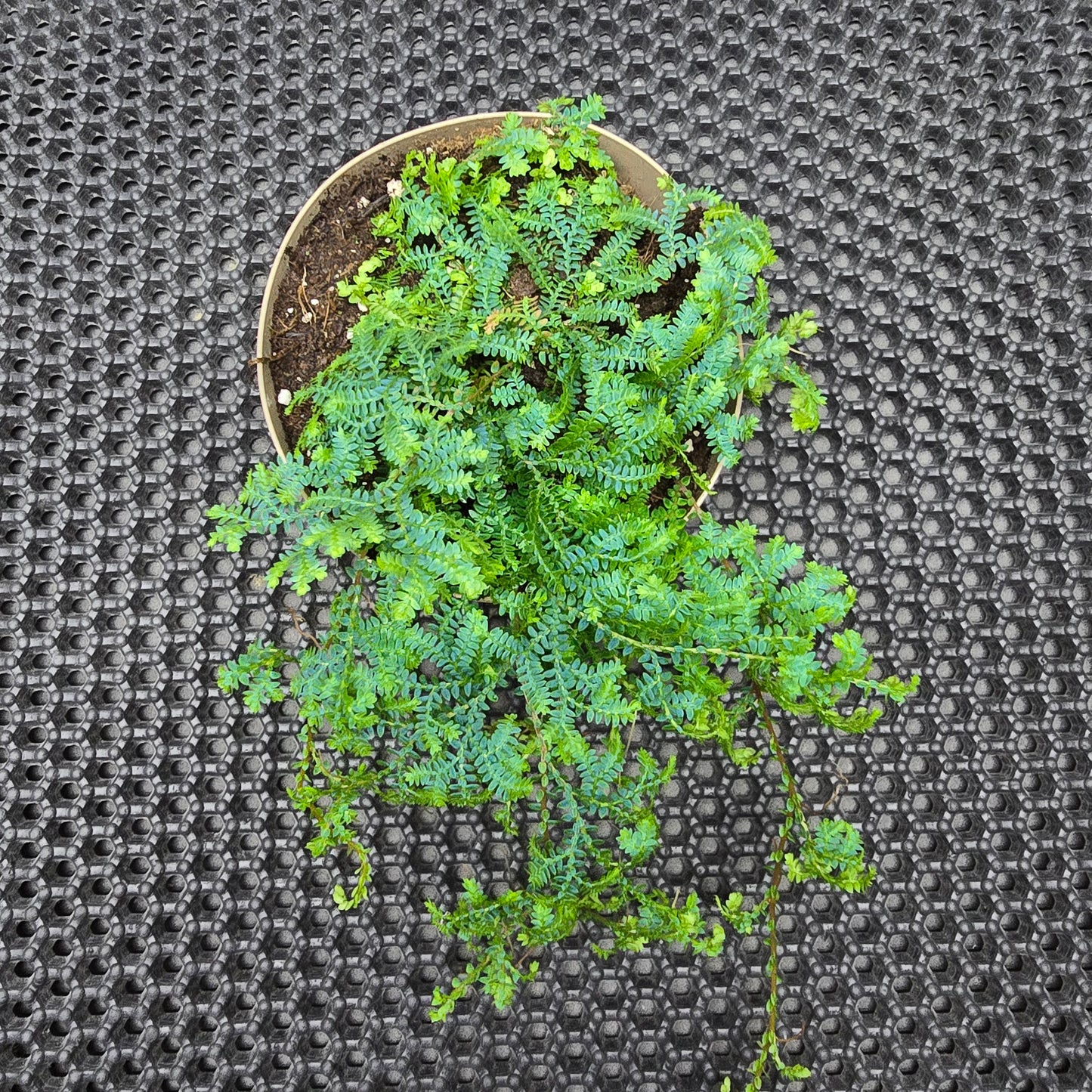 Peacock Fern - Selaginella Uncinata